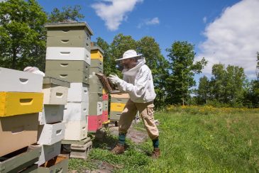 Wake robin several residents care for the community beehives. the honey is bottled and sold.