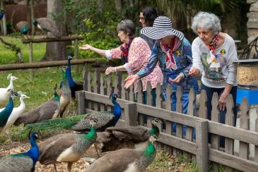 Residents gathered together to feed peacocks