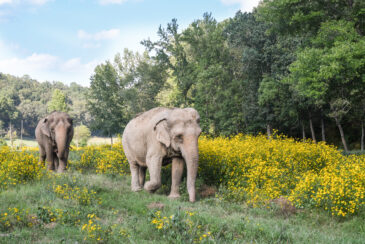 Tellicovillage Elephantsanctuary 0125